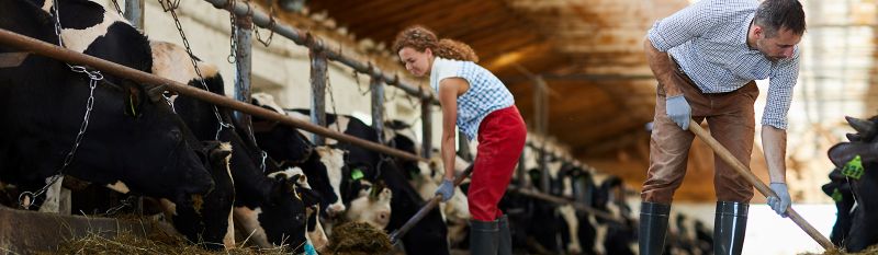 Man and woman shovel hay to hungry cows in barn.